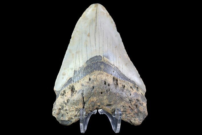 Bargain, Megalodon Tooth - North Carolina #83914